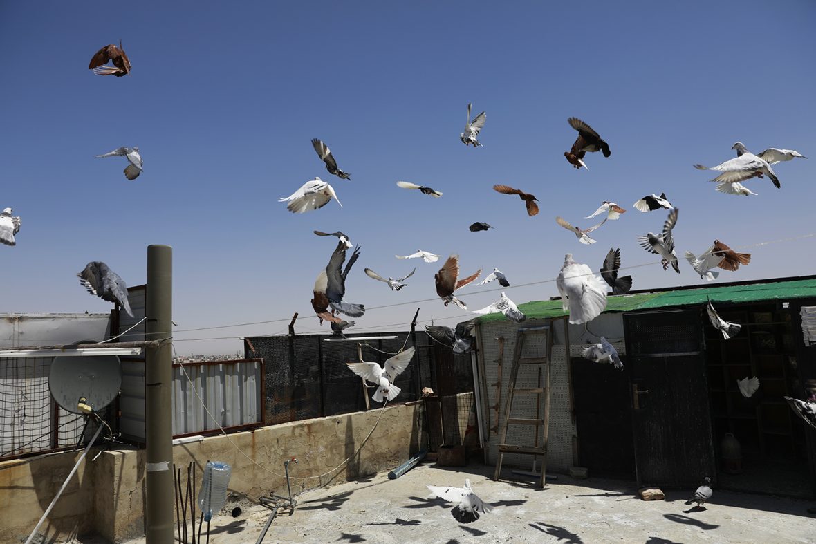 Pigeons on the roof terrace of Marwan Aktaa, 60, a refugee from Homs, Syra, now living in Amman, Jordan